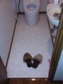 トイレ取替工事/床/壁紙張替え共　福岡県大牟田市　CES9766F